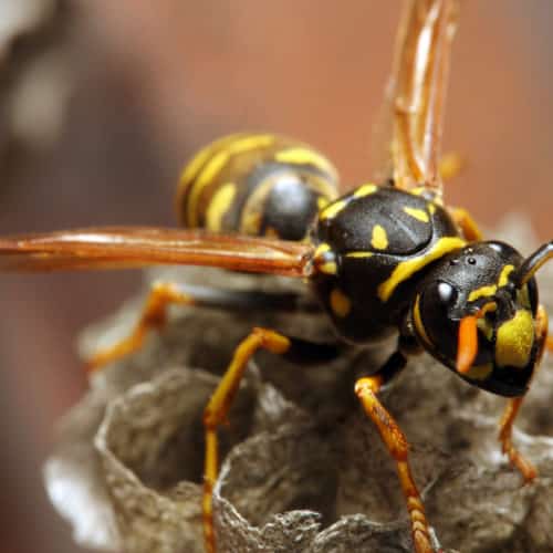 yellow jacket wasp