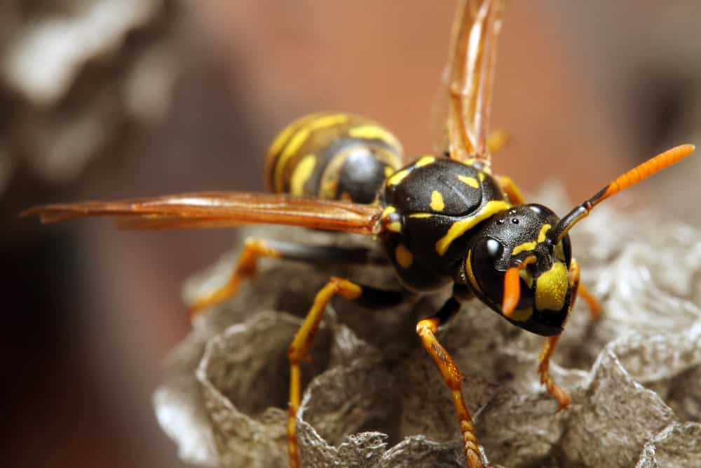 yellow jacket wasp