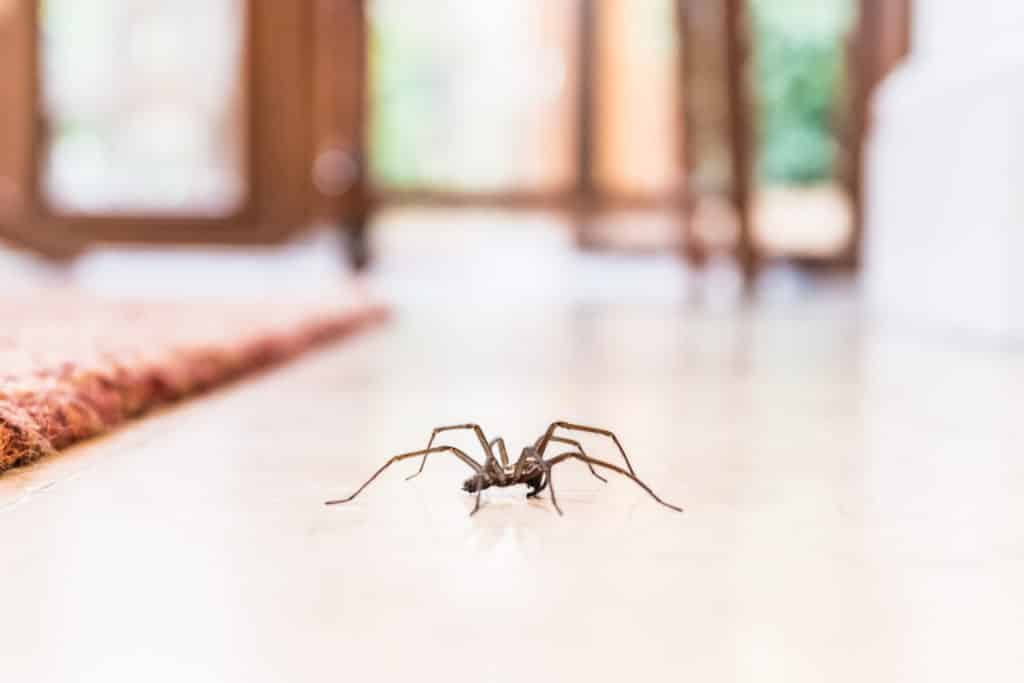 house spider