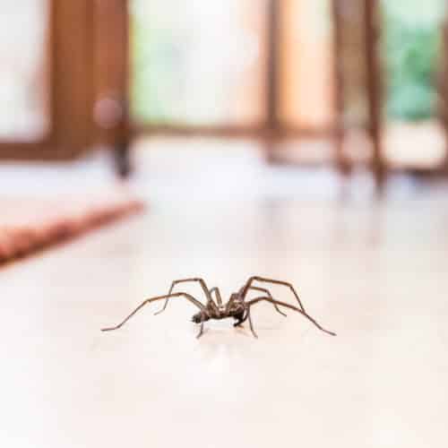 house spider