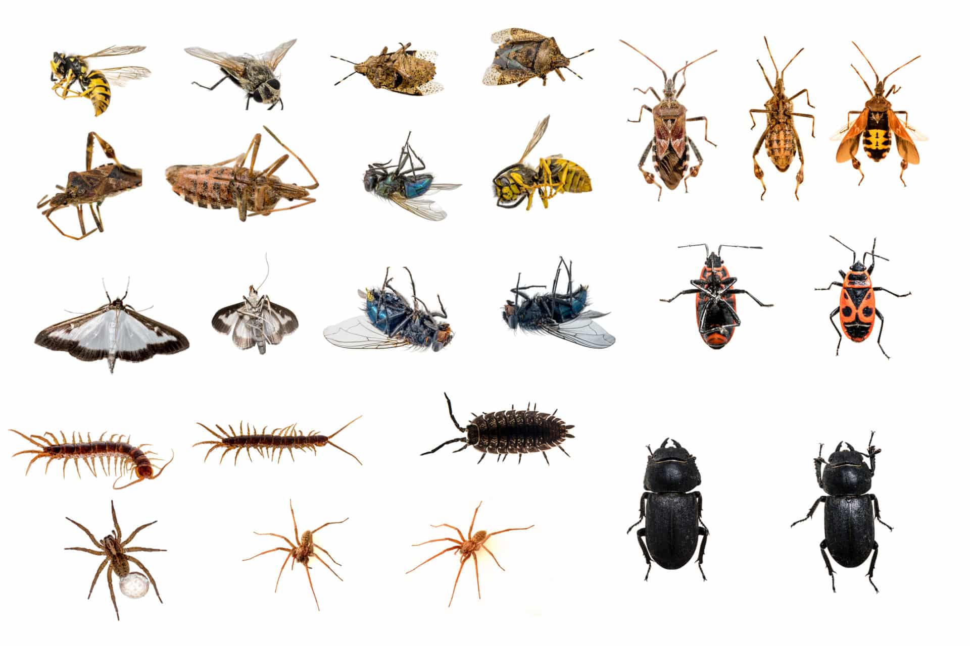 Common Fall Pests in the Seattle Region