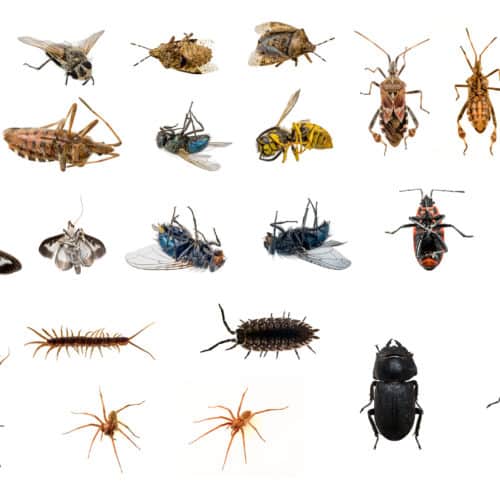 Residential Pest Control Orlando