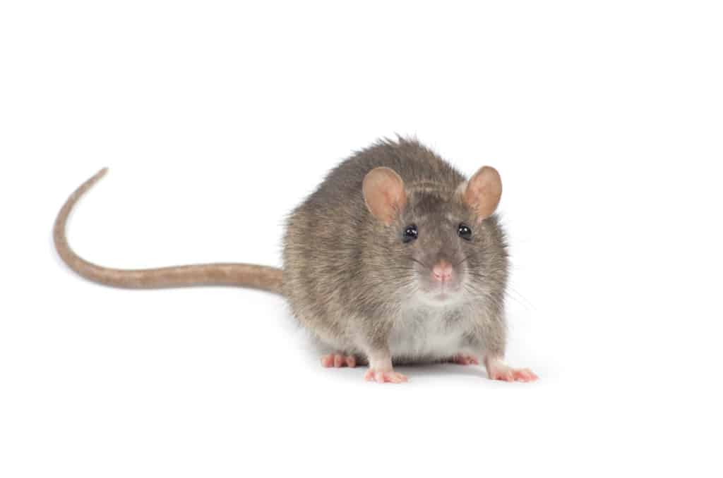 humane rodent pest control