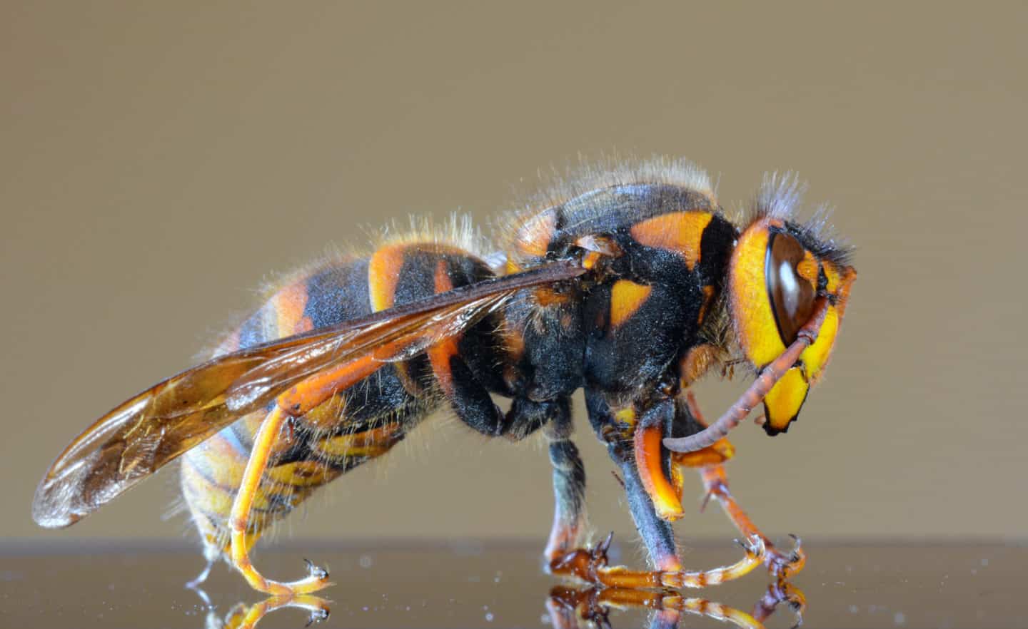 asian giant hornet