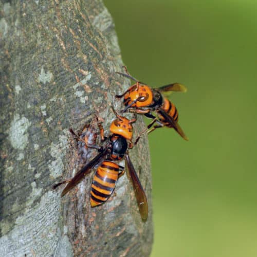 Two Asian Giant Hornets