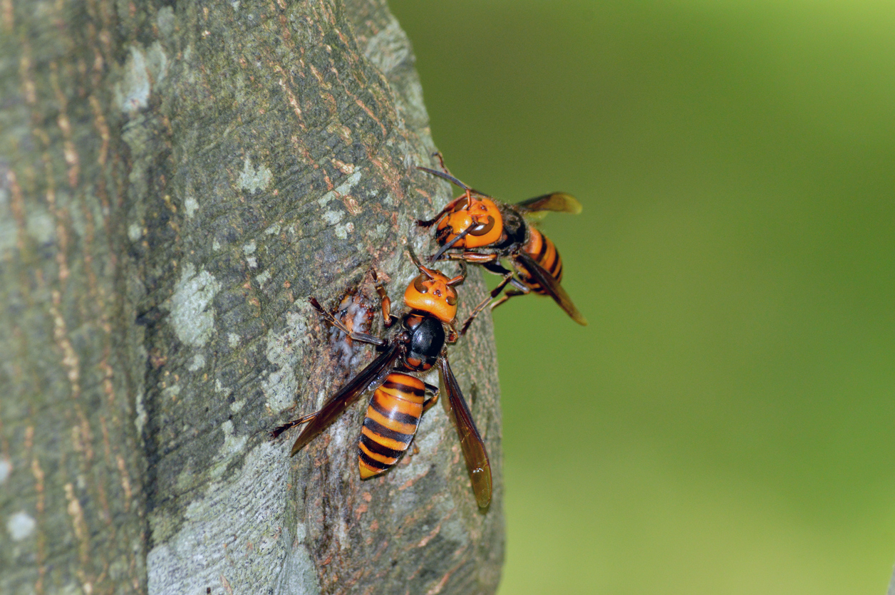 Two Asian Giant Hornets