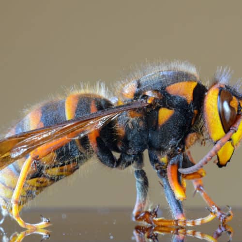 asian giant hornet