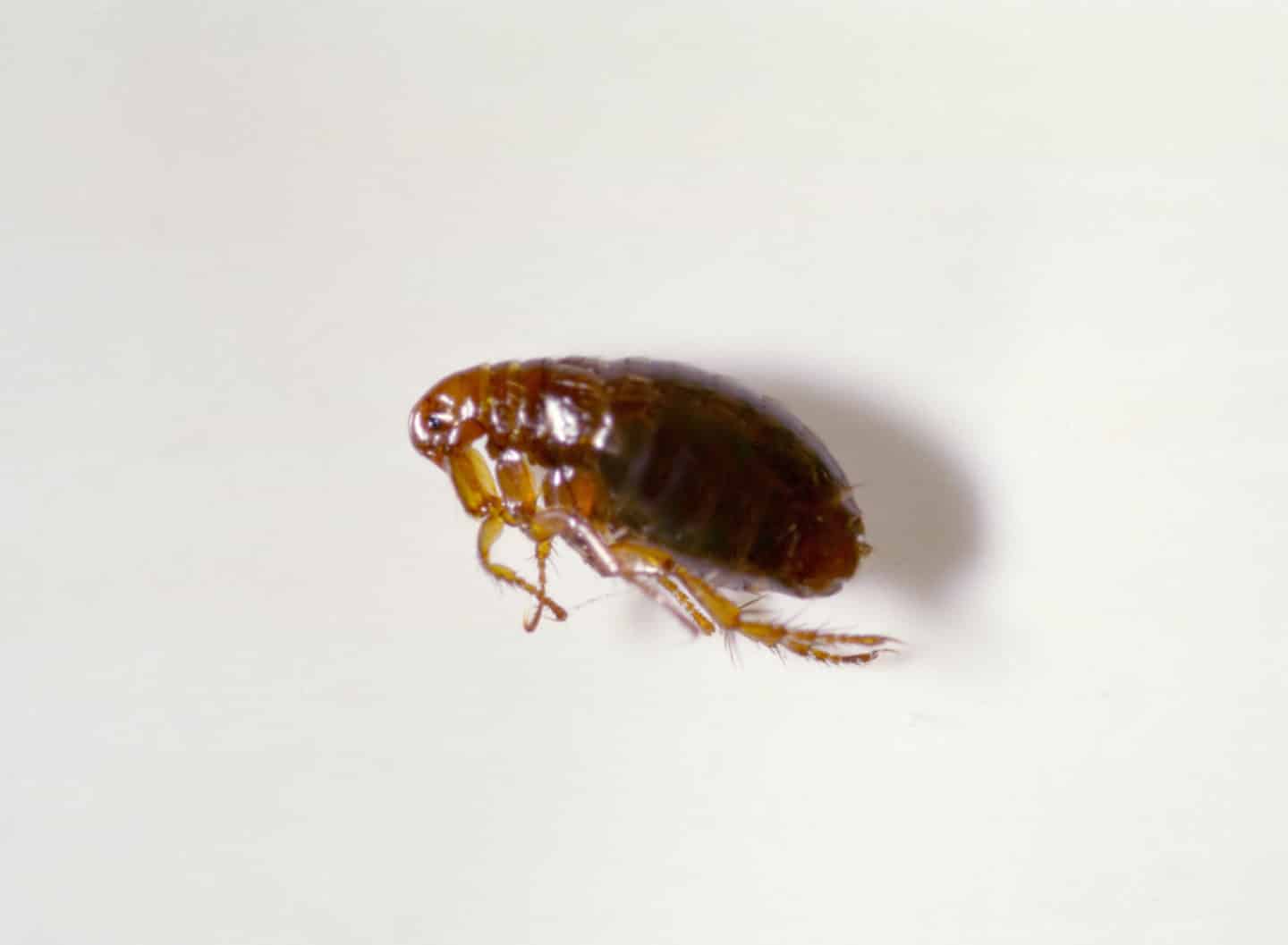 facts on fleas and pest control