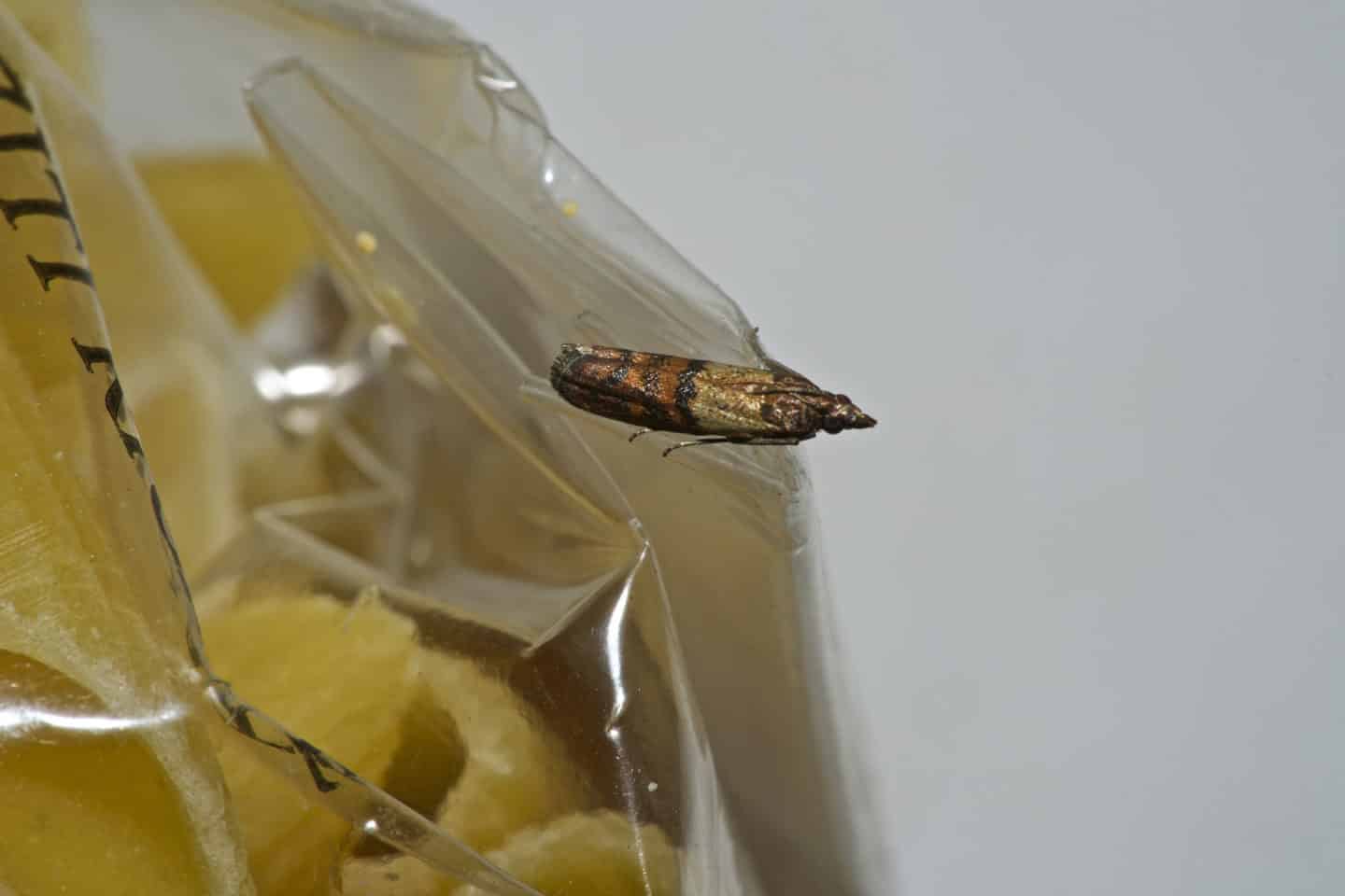Indian Meal Moth / Pantry Moth