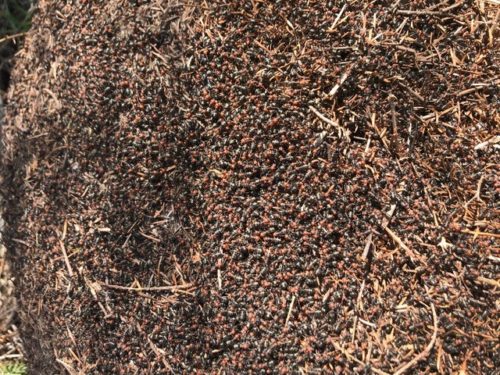 thatching ants in Washington state