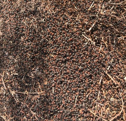 thatching ants in Washington state