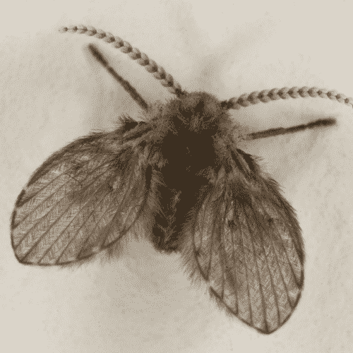 drain fly