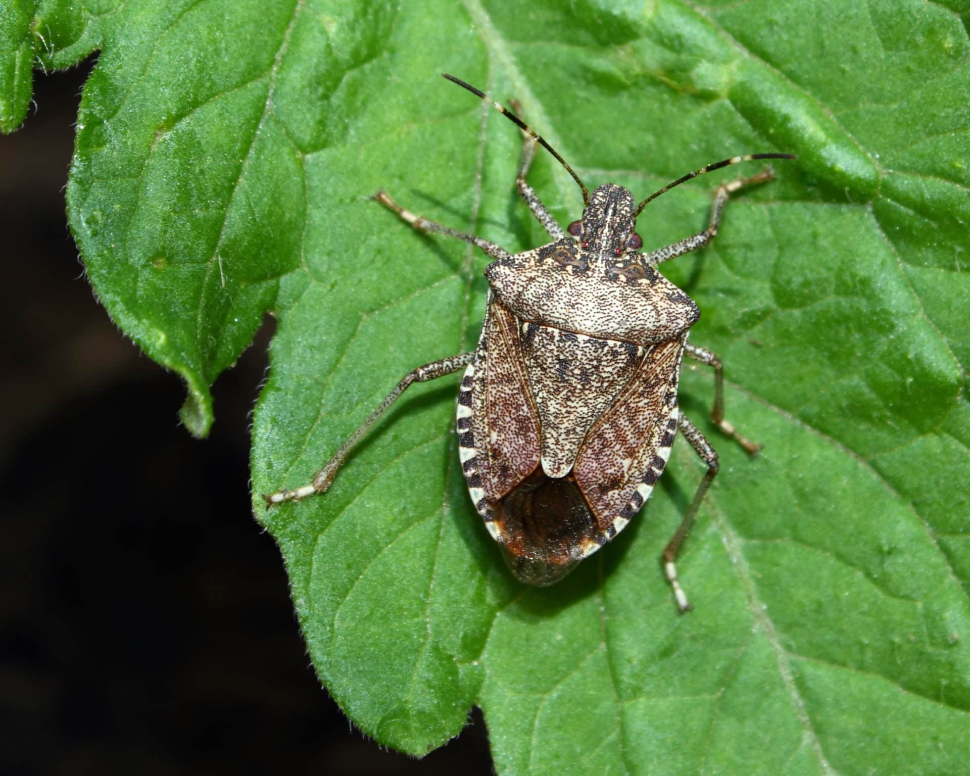 Stink Bugs in Western Washington State