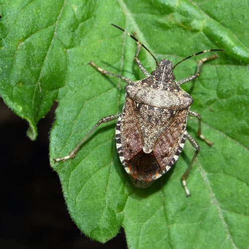 stink bug on a plant