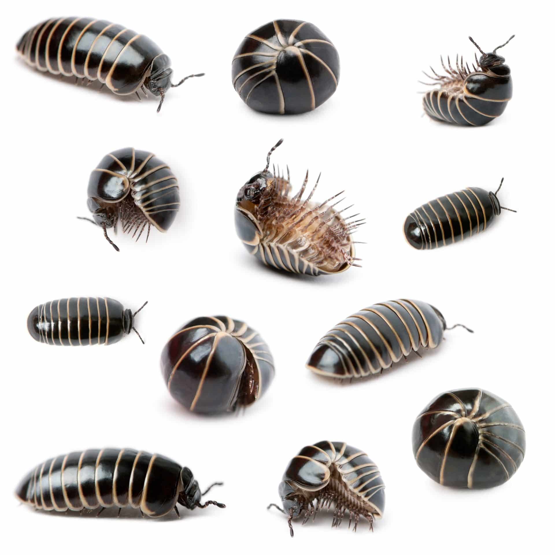 Do Roly Poly (Pill) Bugs Bite?