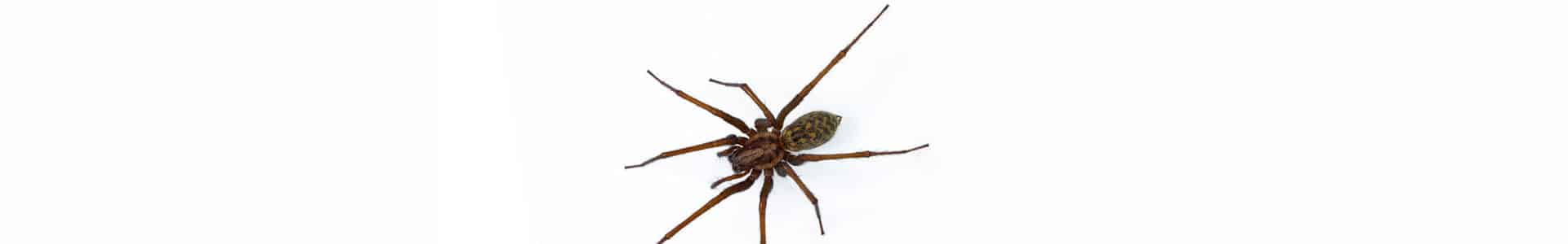 Inspection and Safe Spider Pest Control