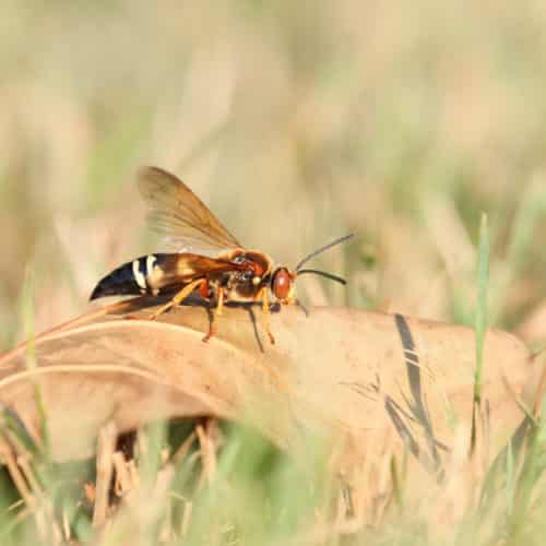 cicada killer on leaf