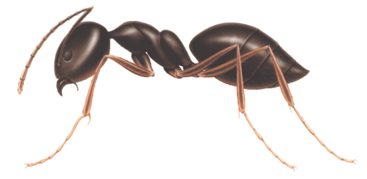 ant screenshot