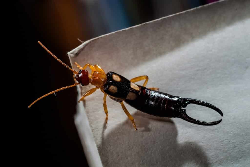 Earwig insect