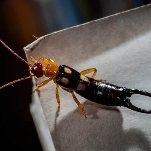 Earwig insect