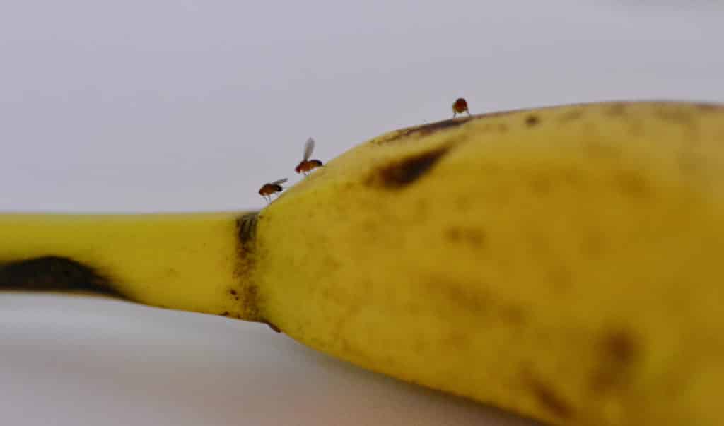 fruit flies on a banana