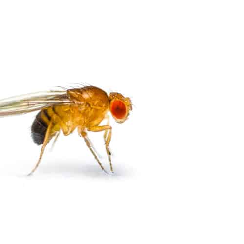 fruit fly