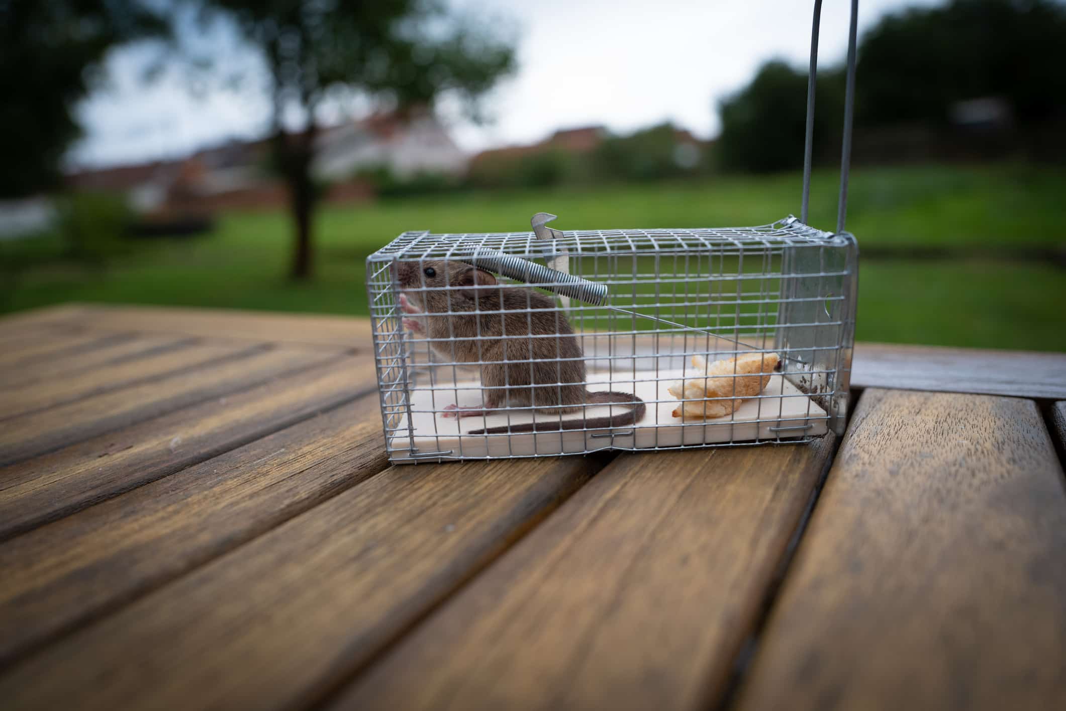 5 Mouse Trap Baits That Aren't Cheese