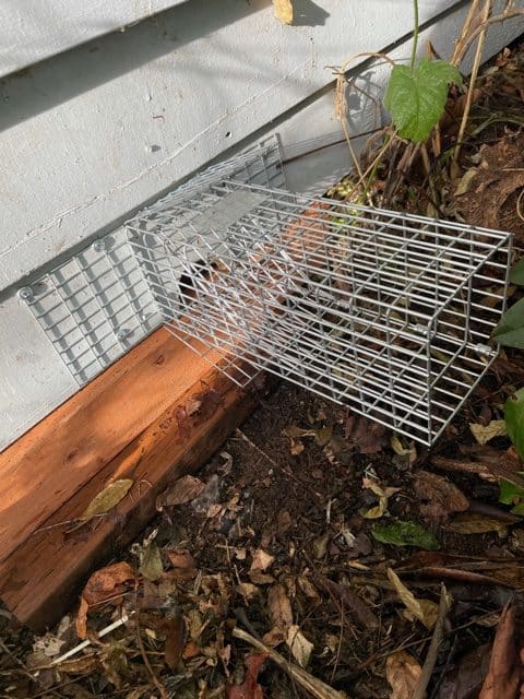 Live Rat Trap