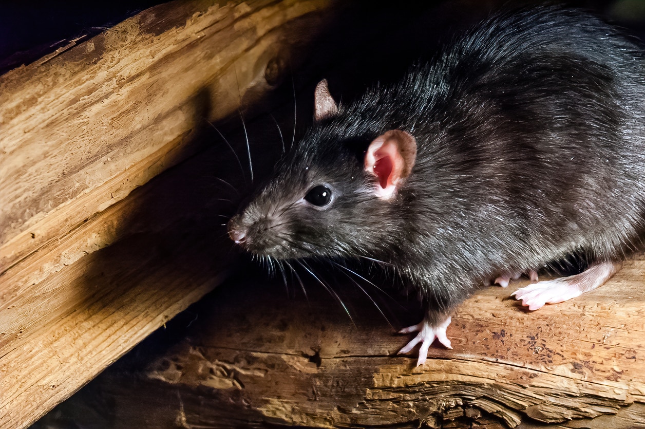 black roof rat