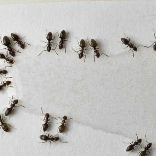 odorous house ants