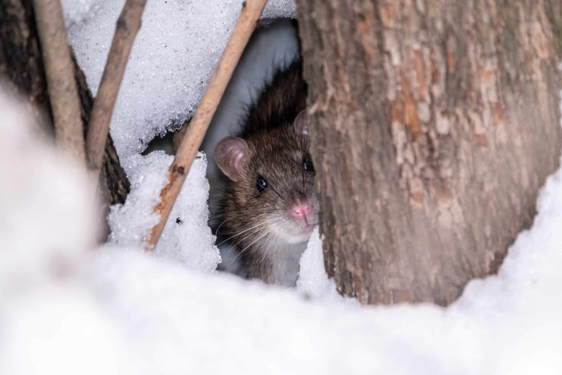 Can You Have Winter Rats?