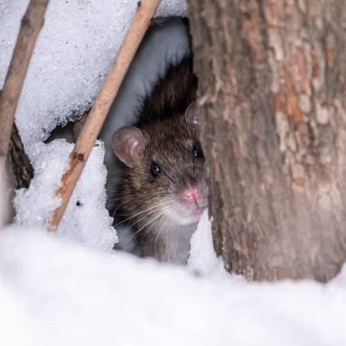 rat in the winter