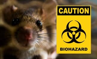 Coronavirus Can Infect Mice