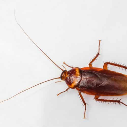 American Cockroach