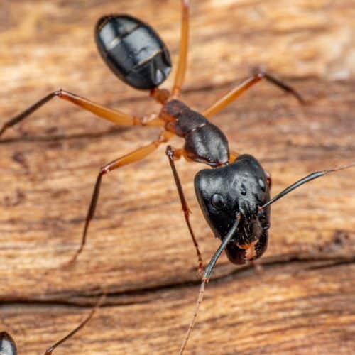 Carpenter Ant