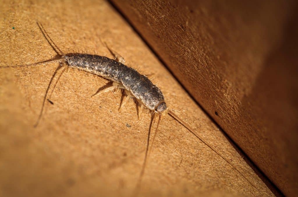 silverfish