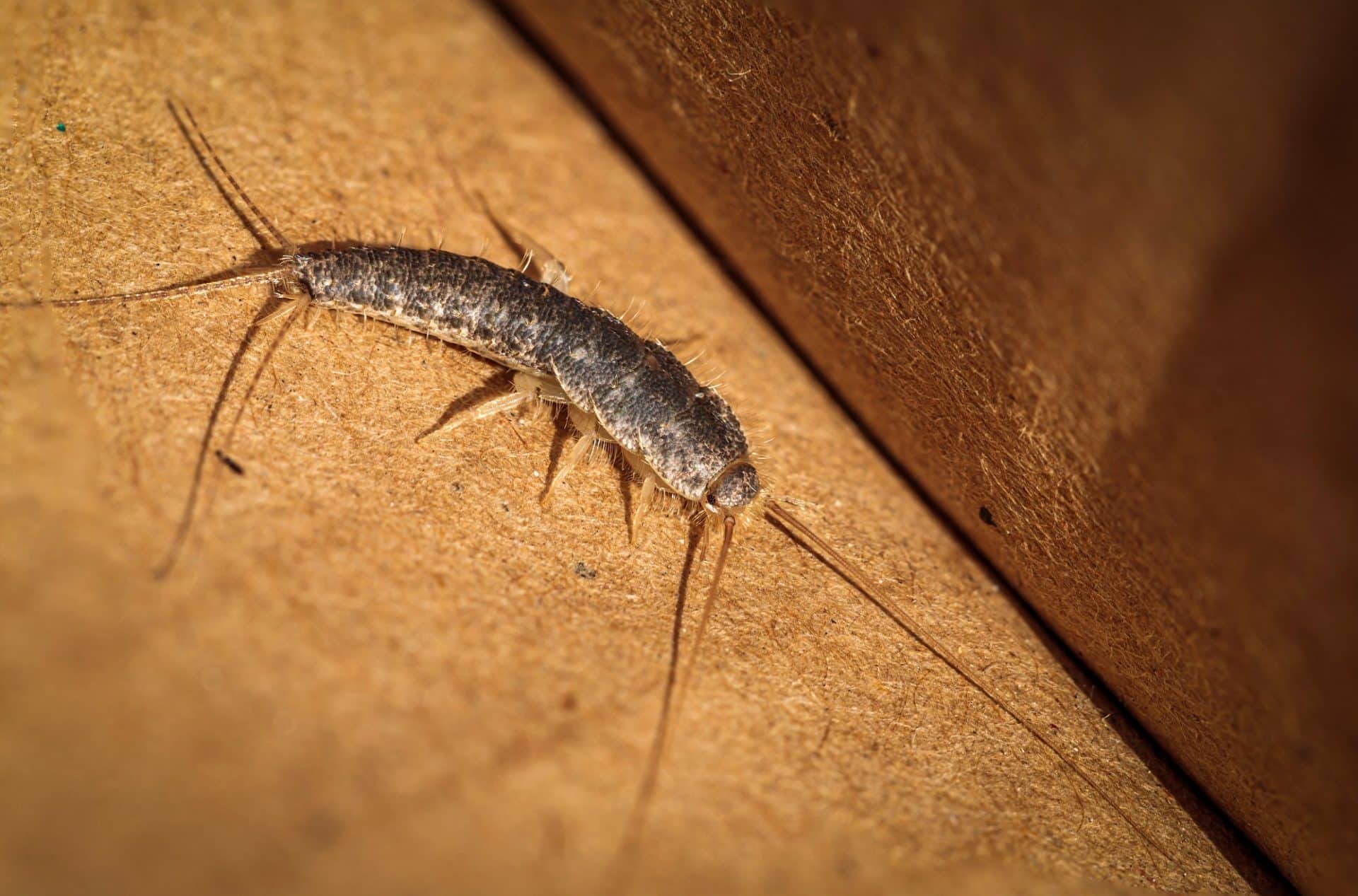 How to Get Rid of Silverfish