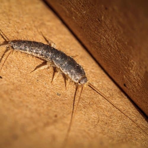 Silverfish