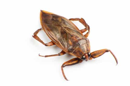 Giant Water Bug