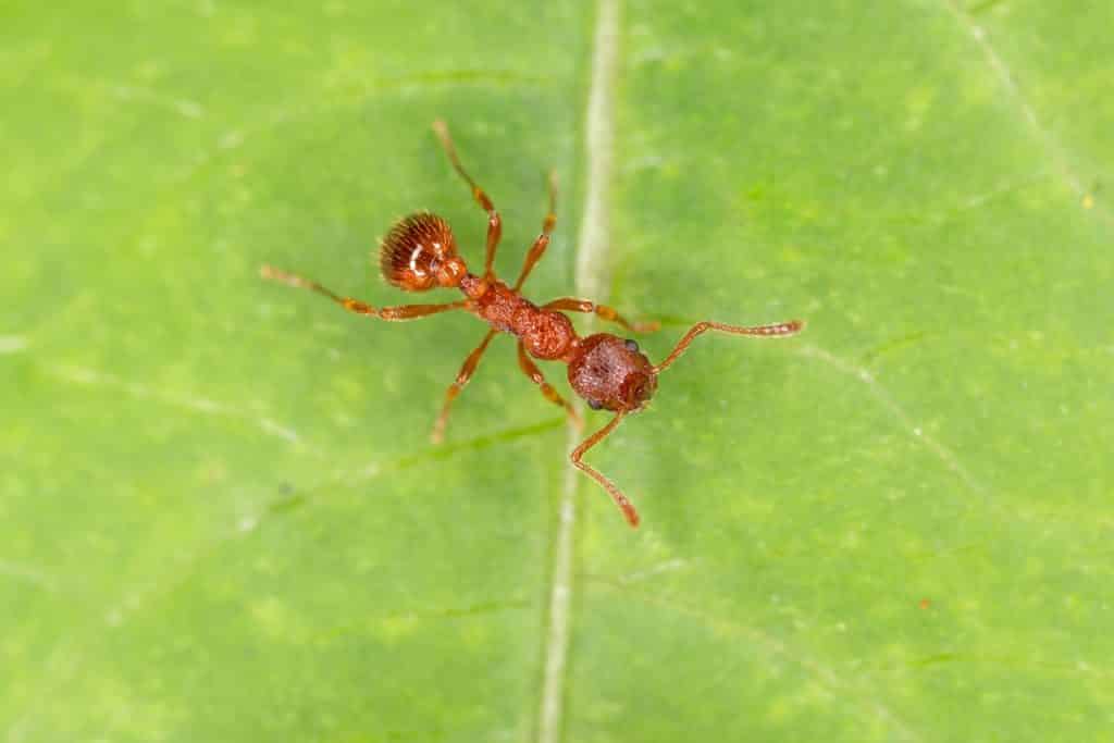 european fire ant
