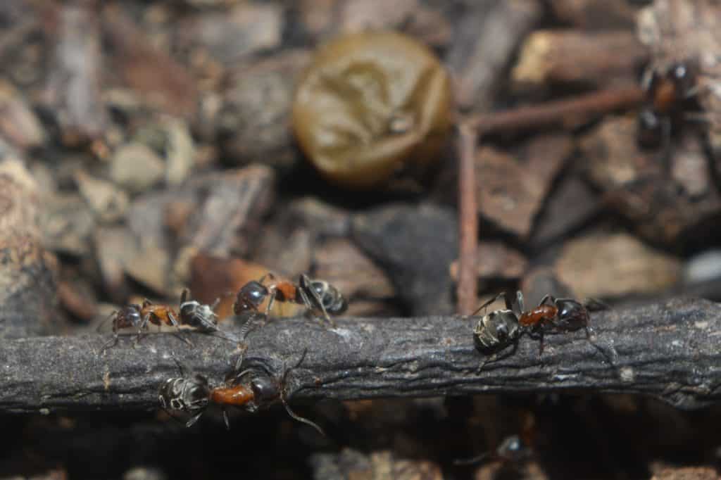 velvety tree ants