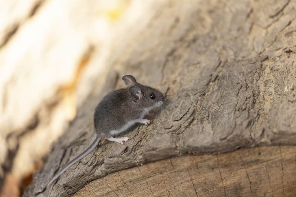 deer mouse-peromyscus maniculatus