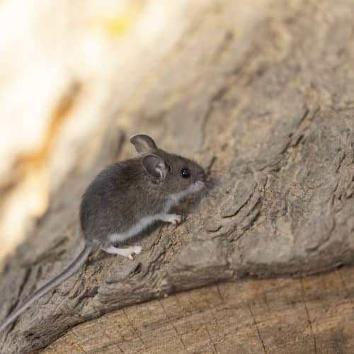 deer mouse (Peromyscus maniculatus)