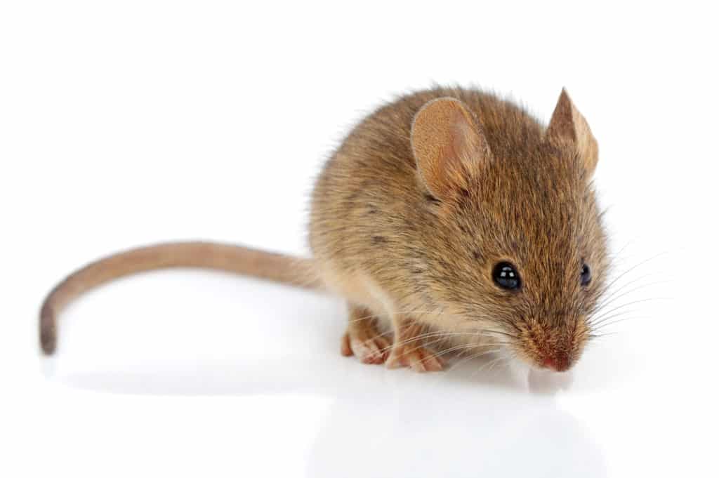 house mouse-mus musculus