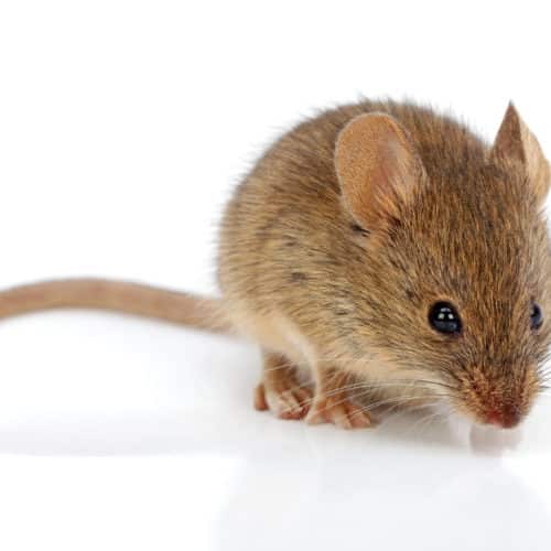 House mouse (Mus musculus)