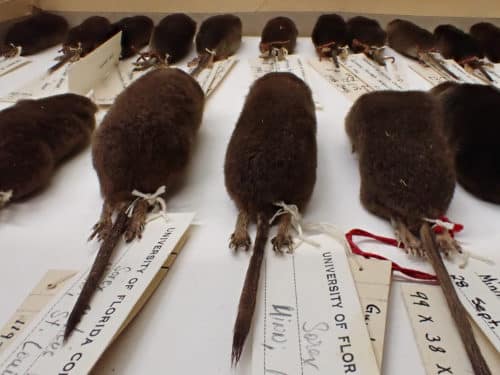 city rats getting larger - FLORIDA MUSEUM PHOTO BY NATALIE VAN HOOSE