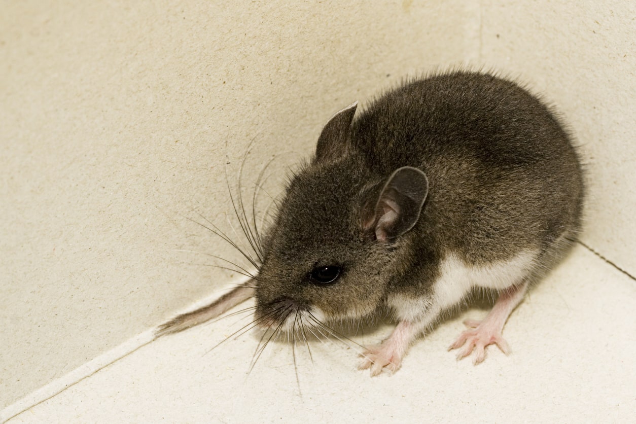 Deer Mouse vs House Mouse