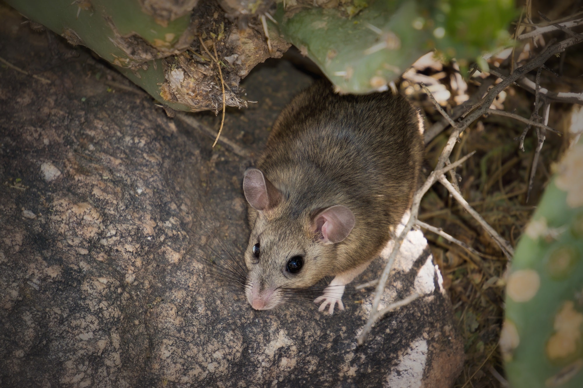 What's a Pack Rat? Is It a Real Rat?