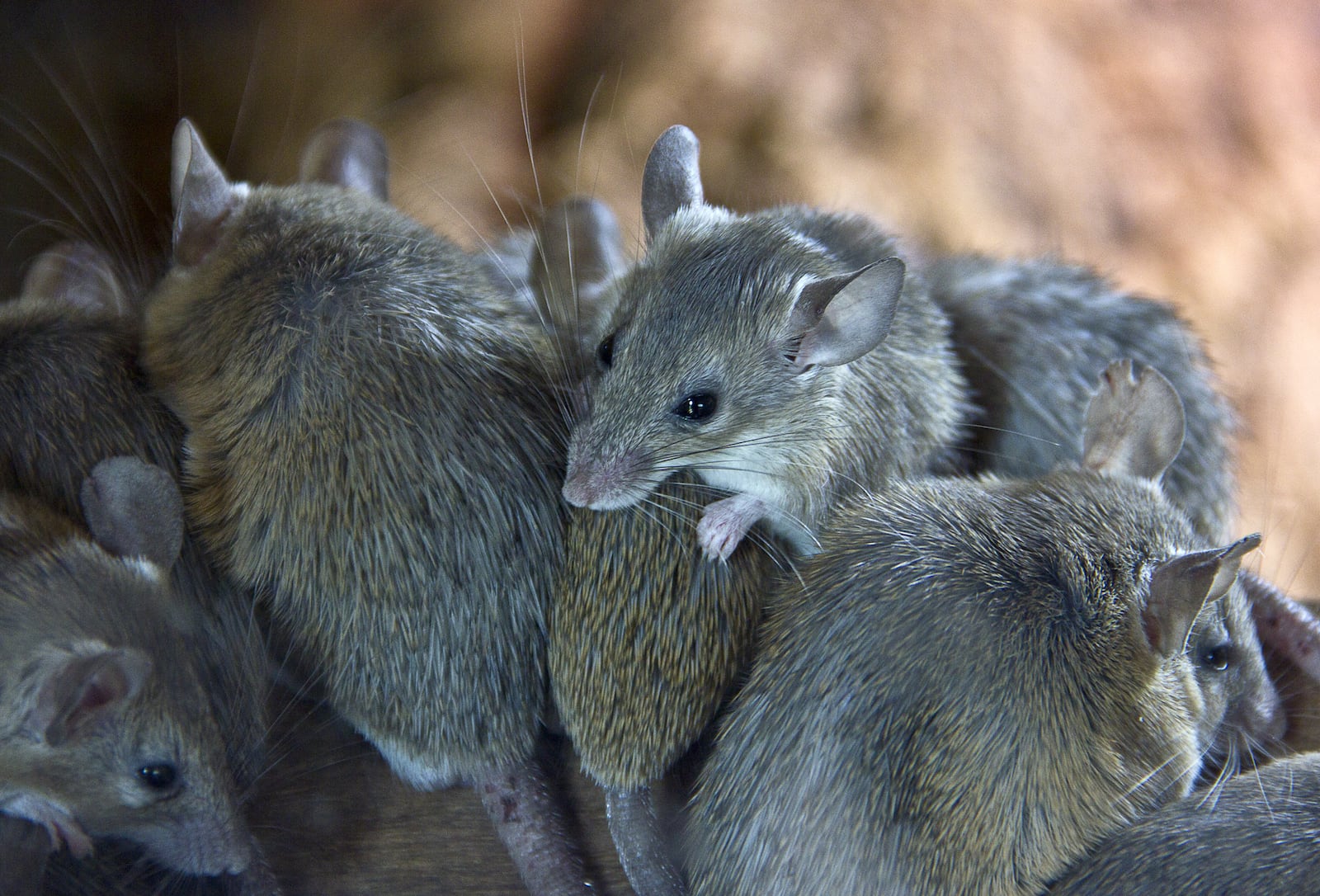 Is It Really Possible to Get Rid of Mice?
