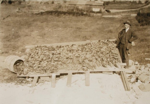 Rats Collected in Seattle - photo source King County records
